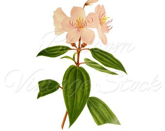 Vintage Botanical Prints Pink Flowers PNG Digital Image