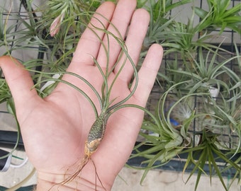 Tillandsia Butzii air plant