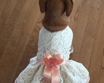 Ivory lace Dog Dress, Dog wedding Dress, ivory salmon bridal Dog Dress