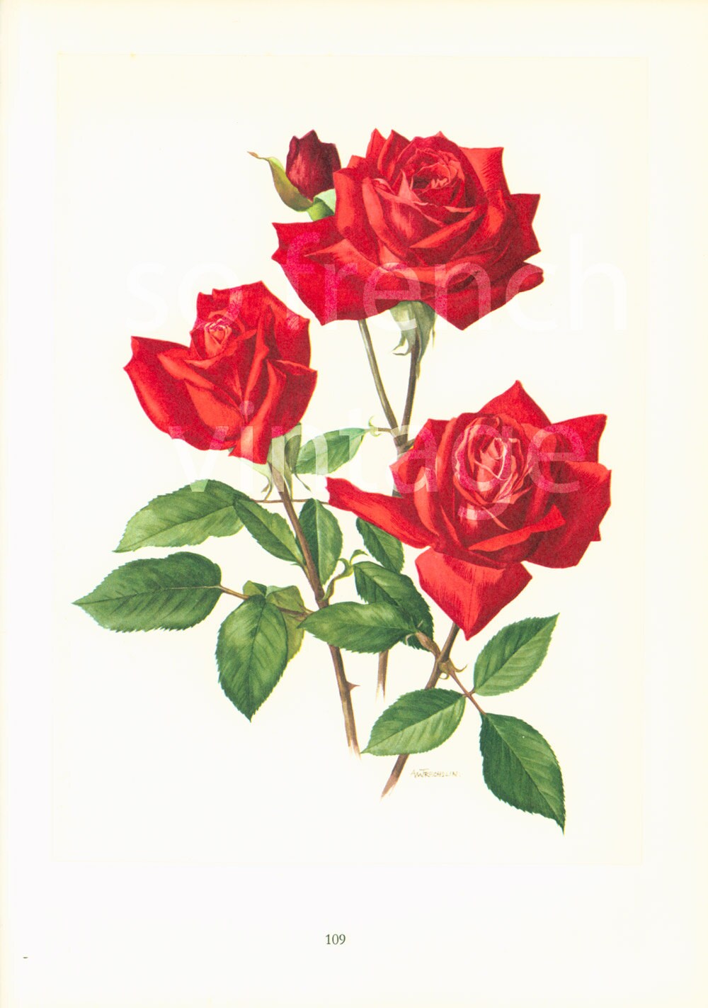 1950 Antique Rose Botanical print Vintage Rose Botanical Home