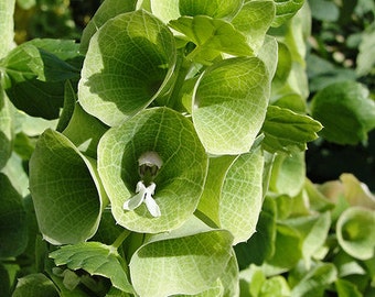 Moluccella Laevis - 100 Seeds - Bells Of Ireland