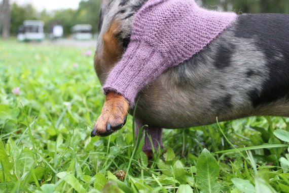 Knitting Pattern, Mini Dachshund, Dog, Shrug, Sweater ...