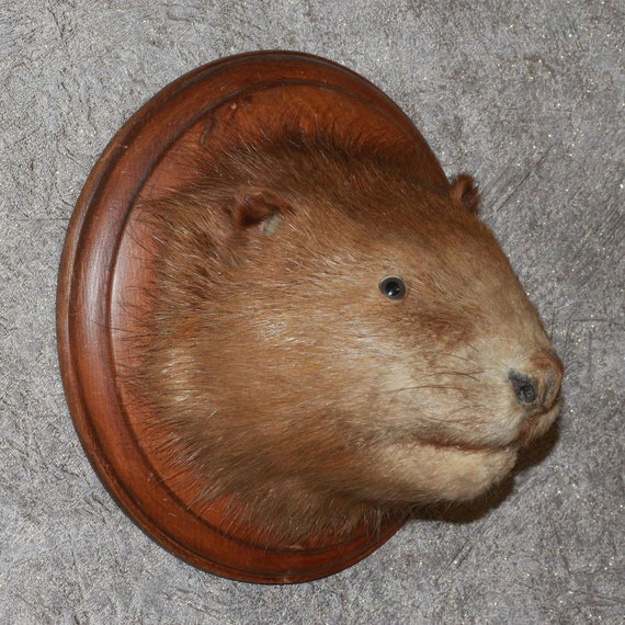 stuffed beaver taxidermy for sale