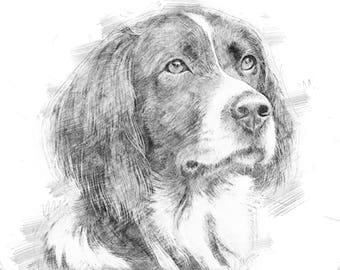 Custom pet portrait, dog portrait, custom dog portrait, custom portrait, pet portrait custom, custom pencils portrait pencil drawing pencils