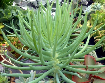 Blue Chalk Sticks - Senecio vitalis 'serpents' 5 large succulent cuttings