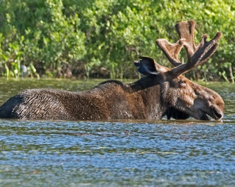 9.3 Megapixels Digital Photo; Moose "Funky Antlers" - Maine North Woods