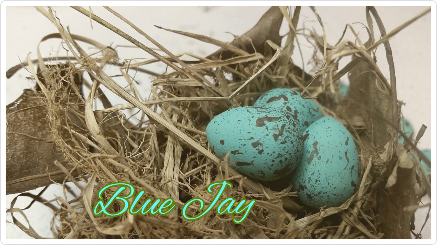 Wooden Blue Jay Eggs for Science Education Natural History