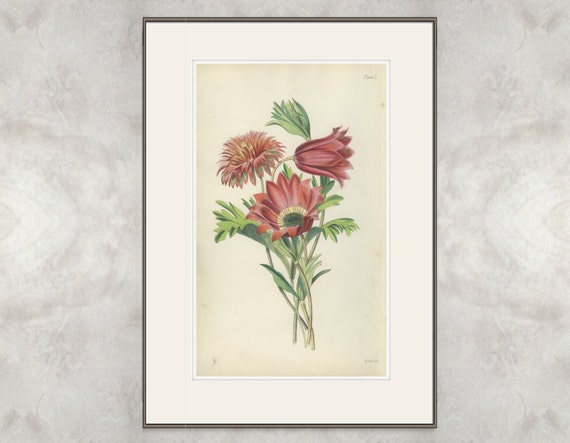 Rare Antique Print, Peacock Windflower, Broad-leaved Anemone, 1871/1