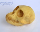 Chocolate Monkey skull