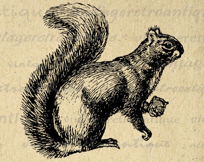 Digital Graphic Squirrel with Nut Printable Squirrel Illustration Art Digital Image Download Vintage Clip Art Jpg Png Eps HQ 300dpi No.1284
