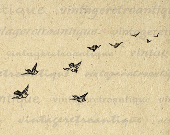 Digital Printable Flying Birds Image Printable Bird Art Animal Graphic Download Illustration Antique Clip Art Jpg Png Eps HQ 300dpi No.2374