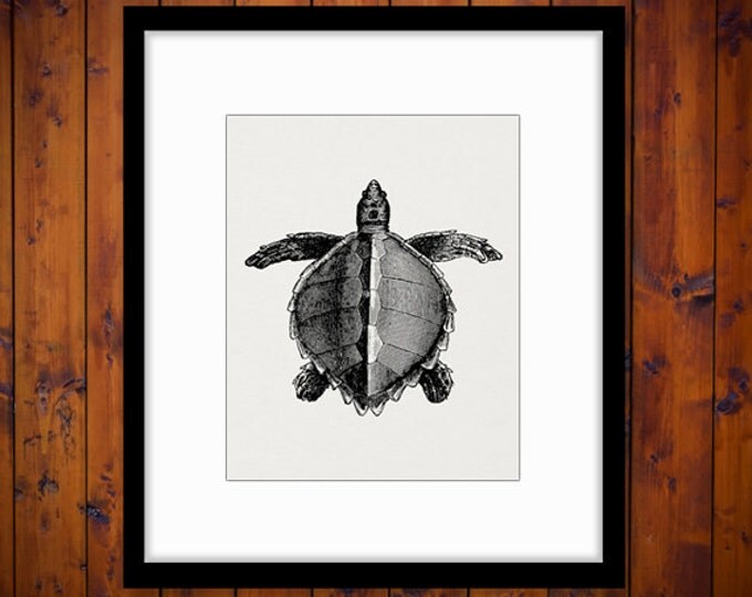 Printable Digital Loggerhead Sea Turtle Image Download Graphic Illustration Antique Clip Art Jpg Png Eps HQ 300dpi No.2697