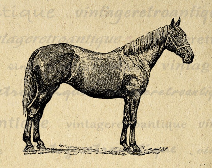 Printable Image Antique Horse Download Illustration Graphic Digital Vintage Clip Art Jpg Png Eps HQ 300dpi No.3317