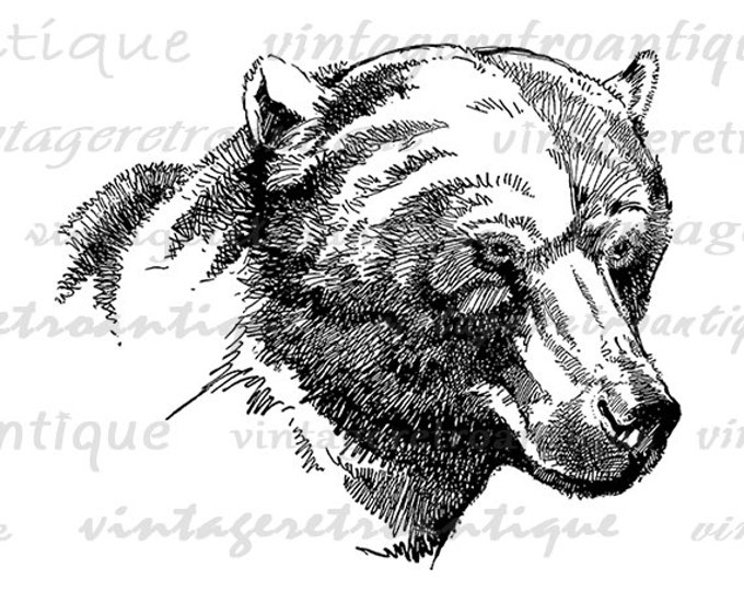 Digital Image Brown Bear Graphic Bear Printable Download Illustration Vintage Clip Art Jpg Png Eps HQ 300dpi No.4136