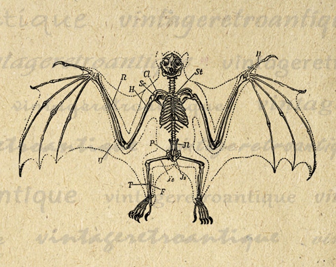 Bat Skeleton Digital Printable Download Halloween Image Graphic Artwork Vintage Clip Art Jpg Png Eps HQ 300dpi No.2753