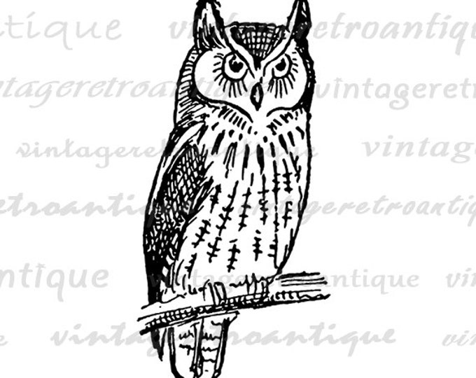 Antique Owl Image Graphic Digital Bird Printable Illustration Download Vintage Clip Art Jpg Png Eps HQ 300dpi No.956