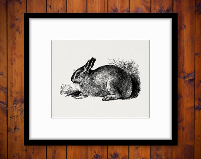 Printable Image Antique Rabbit Download Bunny Illustration Graphic Digital Vintage Clip Art Jpg Png Eps HQ 300dpi No.3652