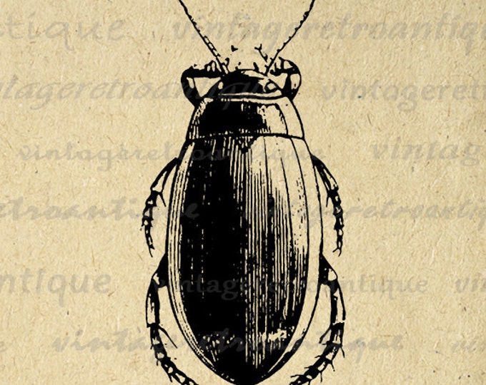 Printable Image Beetle Graphic Beetle Illustration Digital Insect Download Antique Clip Art Jpg Png Eps HQ 300dpi No.3246