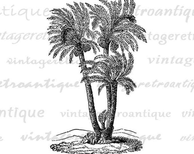 Printable Image Palm Tree Graphic Digital Download Artwork Vintage Clip Art for Transfers Making Prints etc HQ 300dpi No.3622