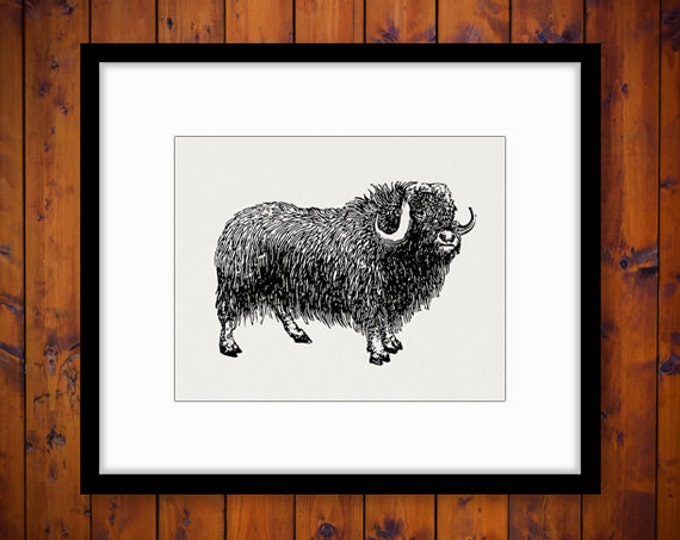 Printable Musk Ox Digital Graphic Animal Image Download Illustration Vintage Clip Art Jpg Png Eps HQ 300dpi No.4055