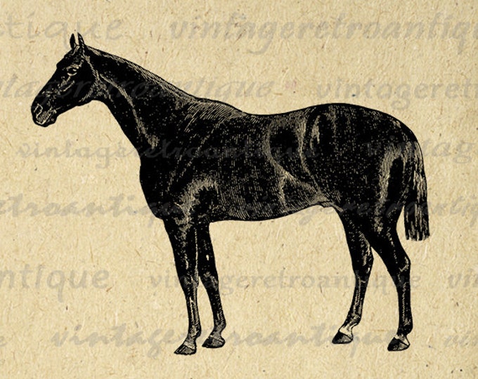 Printable Graphic Horse Image Antique Illustration Digital Download Vintage Clip Art Jpg Png Eps HQ 300dpi No.773