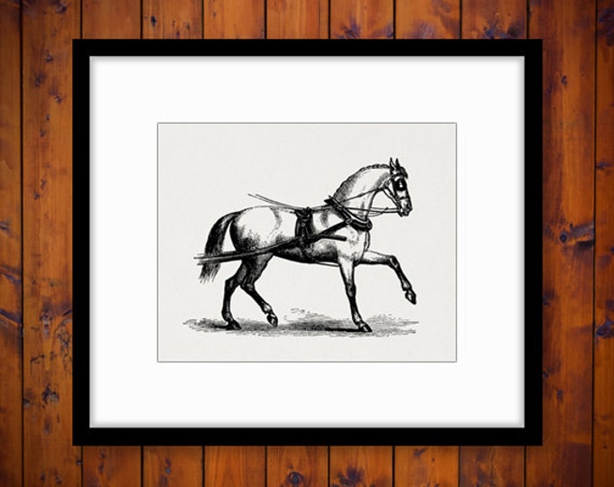 Digital Printable Carriage Horse Image Graphic Download Artwork Vintage Clip Art Jpg Png Eps HQ 300dpi No.2321