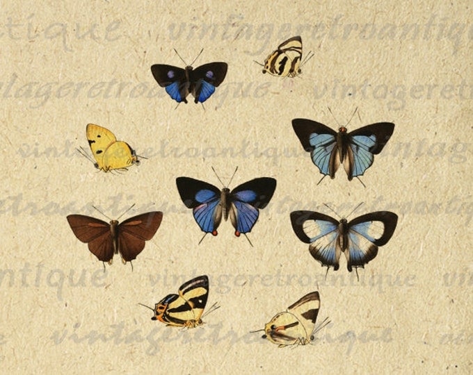 Printable Butterflies Two Collage Sheets Graphic Image Digital Download Vintage Clip Art HQ 300dpi No.820