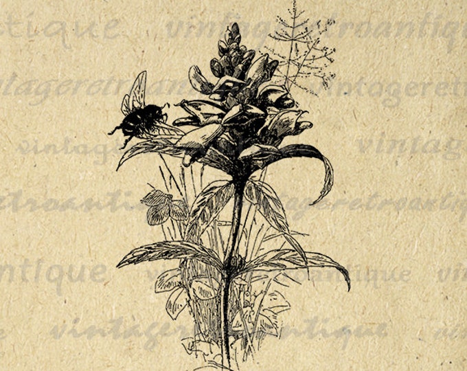 Flower with Bee Graphic Image Printable Antique Digital Download Vintage Clip Art Jpg Png Eps HQ 300dpi No.3577