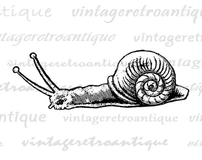 Snail Digital Image Graphic Download Printable Artwork Vintage Clip Art Jpg Png Eps HQ 300dpi No.3881