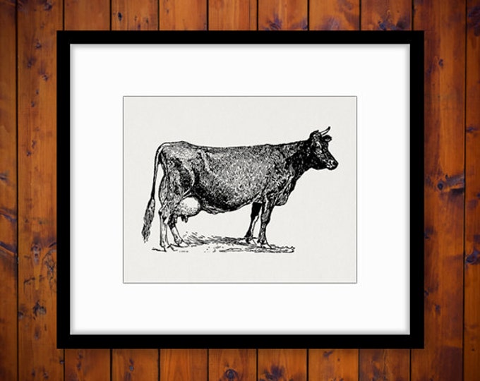 Digital Image Antique Cow Graphic Farm Animal Download Illustration Printable Vintage Clip Art Jpg Png Eps HQ 300dpi No.3138