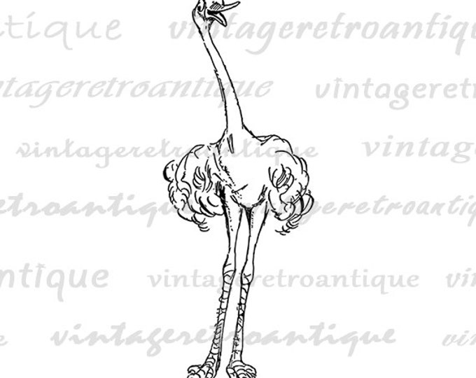 Digital Image Friendly Ostrich Printable Graphic Cartoon Bird Illustration Download Antique Clip Art Jpg Png Eps HQ 300dpi No.2862