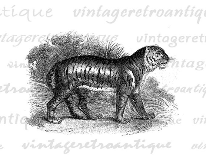 Tiger Wild Cat Graphic Image Download Digital Printable Vintage Clip Art Jpg Png Eps HQ 300dpi No.004