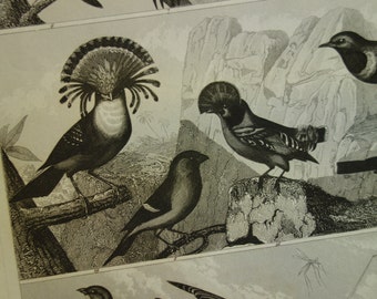 old bird print original 1849 antique small poster of finches vintage pictures of birds oiseaux vogel siskin finch 9x12" vintage illustration