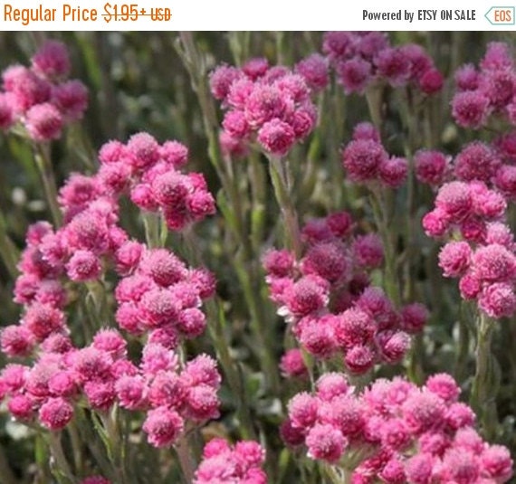 SALE Antennaria Seeds Pink Pussytoes / Cats by CaribbeanGarden