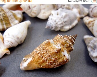 Concha de caracol | Etsy