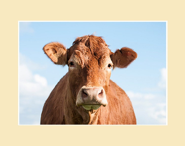 Cow Wall Art limousin cow photographic print mounted or framed - cow wall art Cow Wall Art limousin cow photographic print mounted or framed - cow wall art