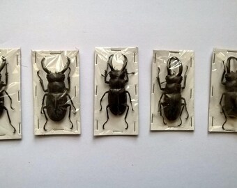 Wholesale 5 x Hexarthrius Buqueti - Taxidermy - Unmounted - Ready To Rehydrate - Artwork