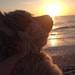webkinzaglove19