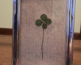 Real four leaf clover in vintage silver-plated frame