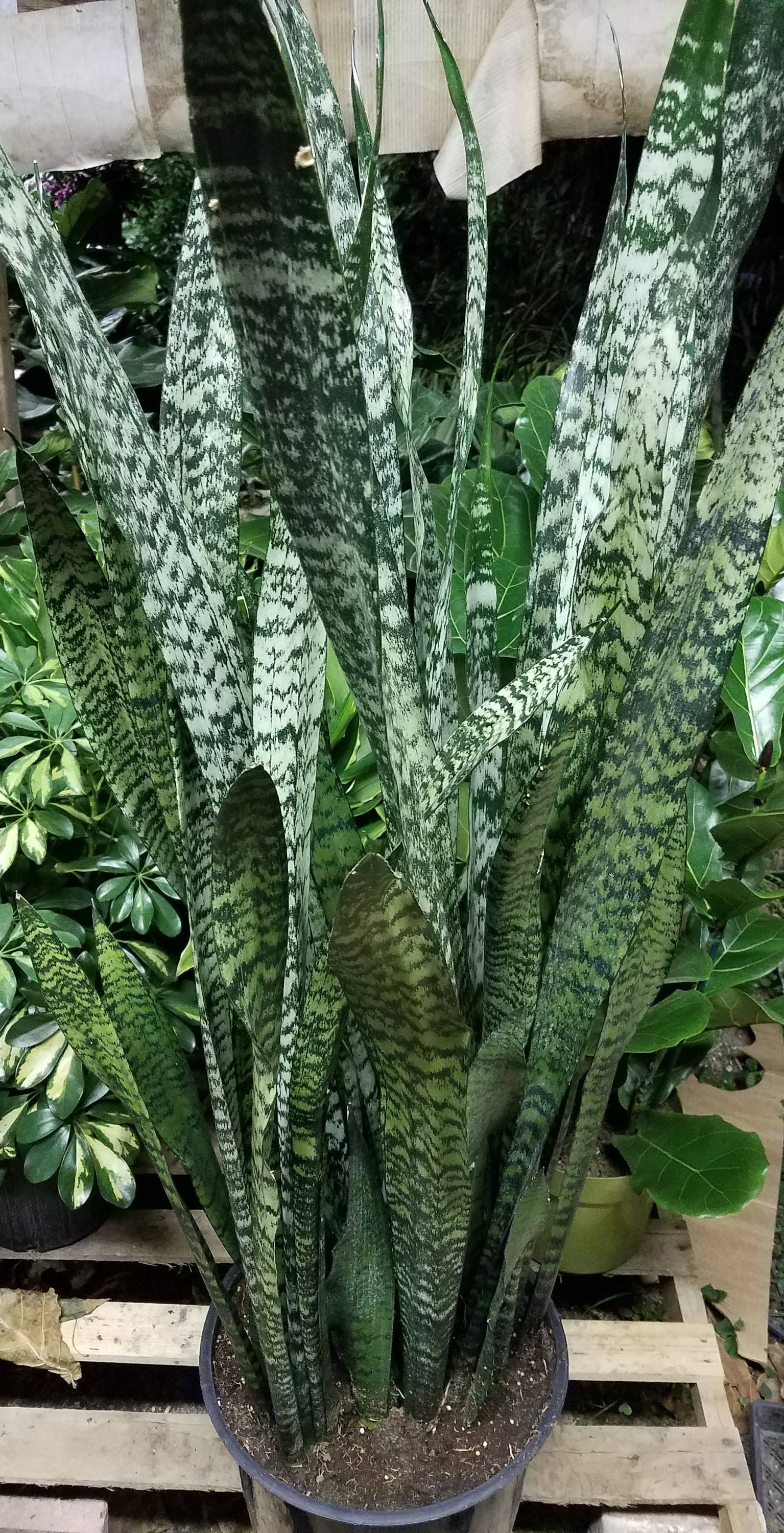 Sansevieria Zeylanica