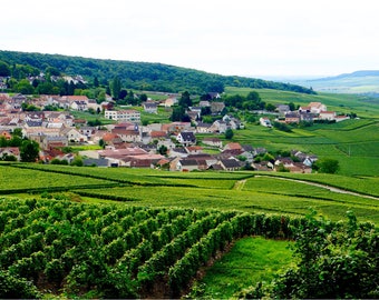Champagne Vineyards Print, French Winery, Fine Art Photography, Green Wall Art, Travel Photography, Grapes, France - Epernay Vineyards