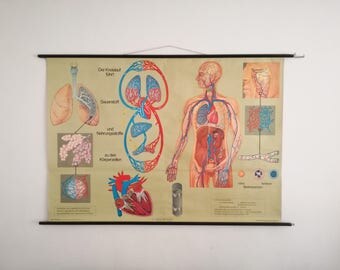 Austrian Vintage School Chart Blood Circulation Anatomy Wall Chart 60s