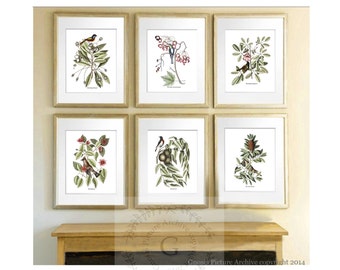 Wild Birds Botanical Print Set of 6 Botanical Wall Art, Pastel Room Above Mantel Wall Art Antique Botanical art, Catesby Bird Wall Art