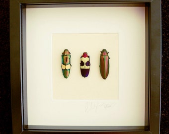 Artframe with real insects : Topquality display with trio of real mounted jewelbeetles , FREE SHIPPING