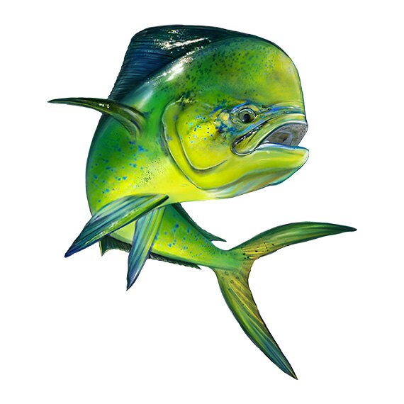 Mahi Mahi Decal Mahi Mahi Sticker