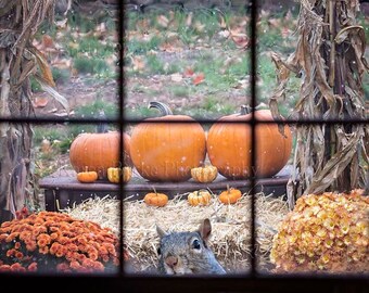 Peeping Tom, Funny Squirrel Print, Funny Animal art, Whimsical Animal Art, Fall Window, Pumpkins, Mums, Cornstalks, Cute Squirrel
