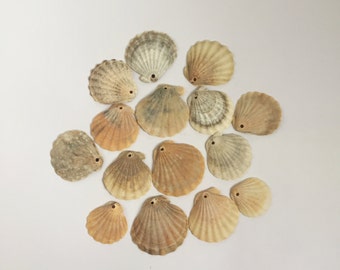 Drilled Sea Shells/ Drilled Shells/ Top Drilled Shells/ Natural Shells/ Seashell Pendants/ Natural Shell Pendants/ Beach Finds/ Set of 15