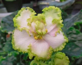 African Violet LE-Marilyn ~ Beautiful Houseplant
