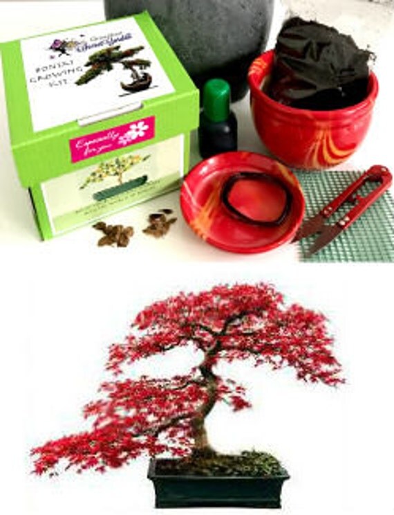 Premium Japanese Maple Bonsai Kit 10 Pieces All you need