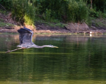 Great Blue Heron // 11in x 16in Print